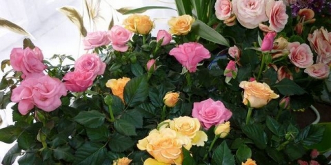 Zašto listovi ruže požute